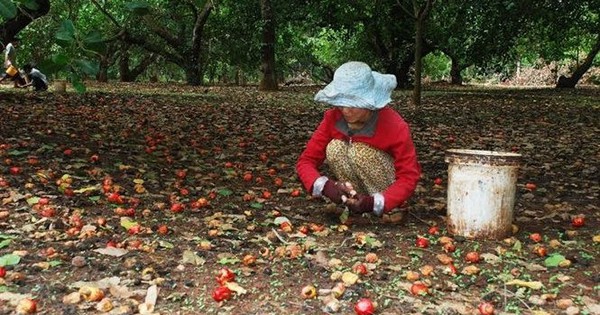 Cứu tinh từ Campuchia, châu Phi đổ bộ giúp Việt Nam xưng vương ở ngành hàng này: chi hơn 1 tỷ USD thu mua, nguy cơ 'bùng kèo' vẫn rình rập các doanh nghiệp