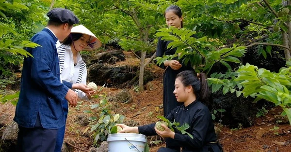 Giá na sụt giảm nhanh, nhà vườn vẫn lãi lớn