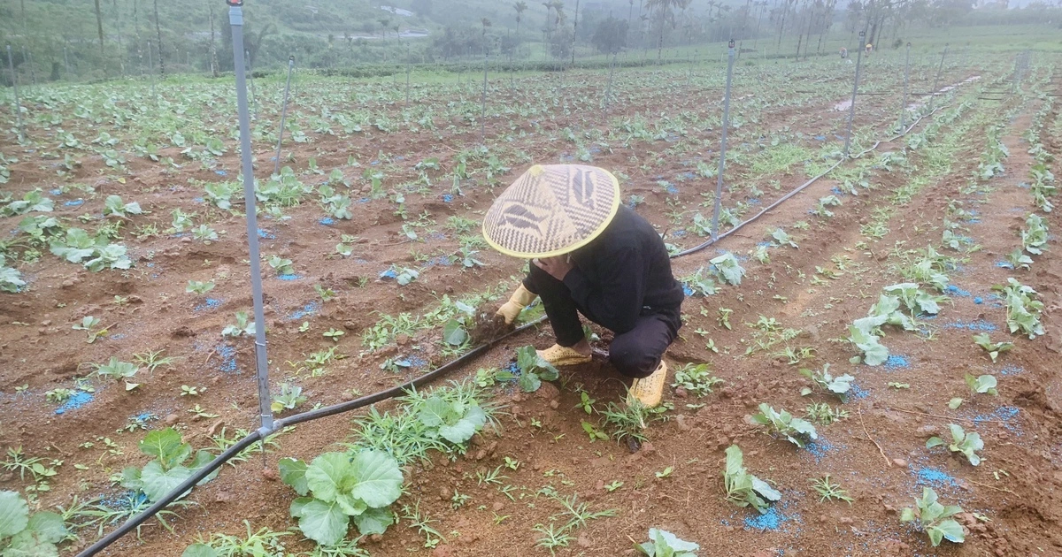 TP.HCM cho phép xây công trình trên đất nông nghiệp