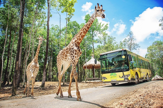Vinpearl Safari Phú Quốc lọt top đầu vườn thú và thủy cung tại Châu Á - Ảnh 1