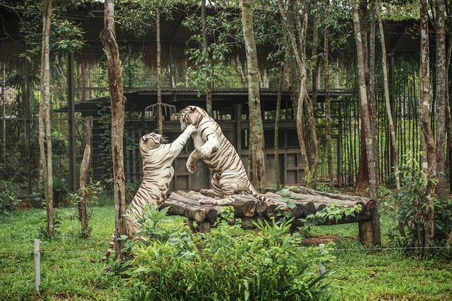 Vinpearl Safari Phú Quốc lọt top đầu vườn thú và thủy cung tại Châu Á - Ảnh 2
