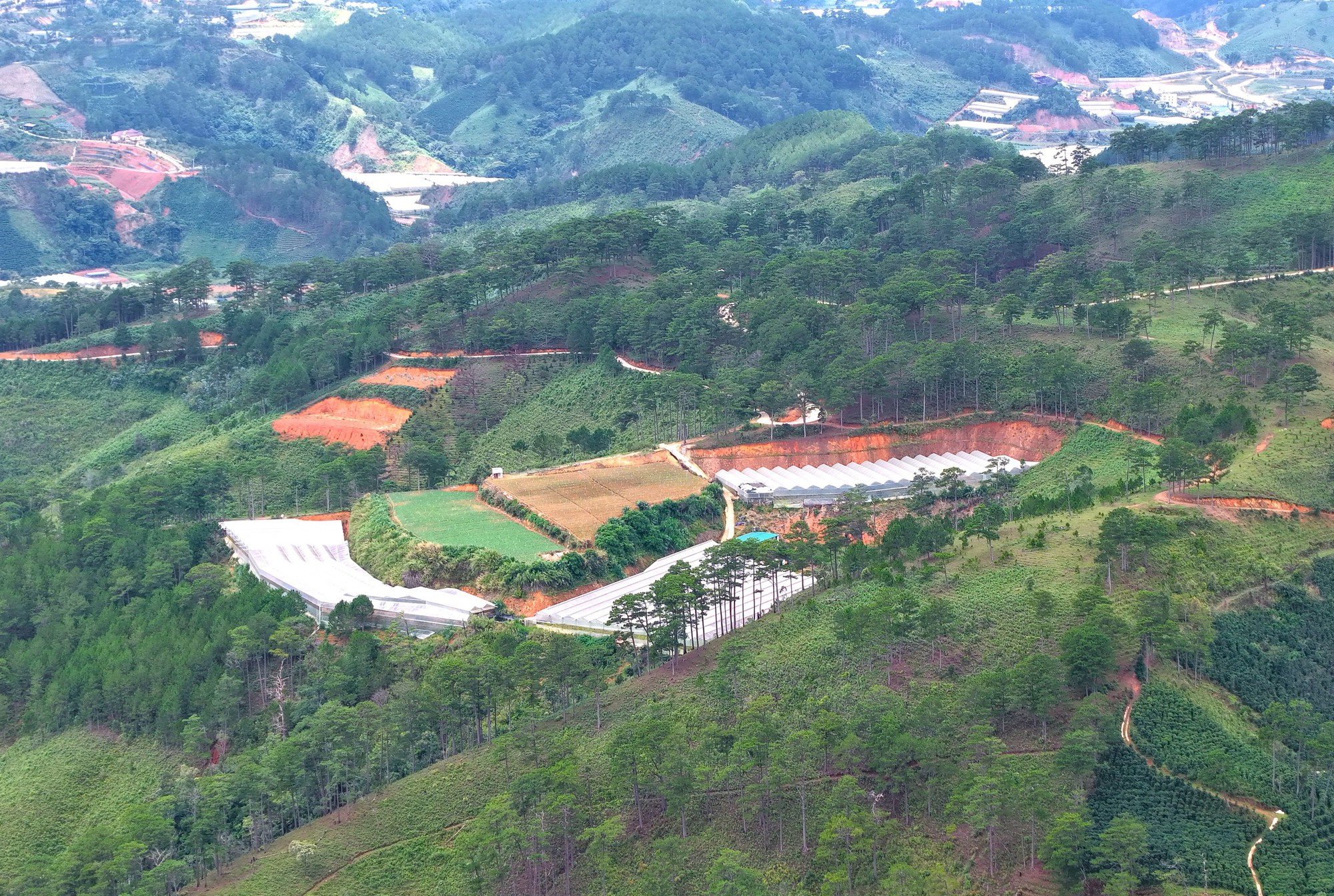 San gạt đất, làm nhà kính lan rộng những đồi thông ở cửa ngõ Đà Lạt - Ảnh 13