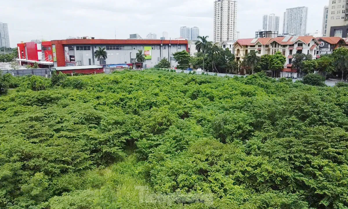 Dự án tháp tài chính gần 4.000 tỷ đồng ở Hà Nội 'hoá rừng' sau 20 năm ôm đất lãng phí - Ảnh 4