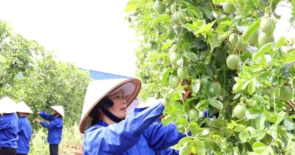 Dự thảo sửa đổi Nghị định 103/2024/NĐ-CP: Doanh nghiệp nông lâm vẫn gặp khó