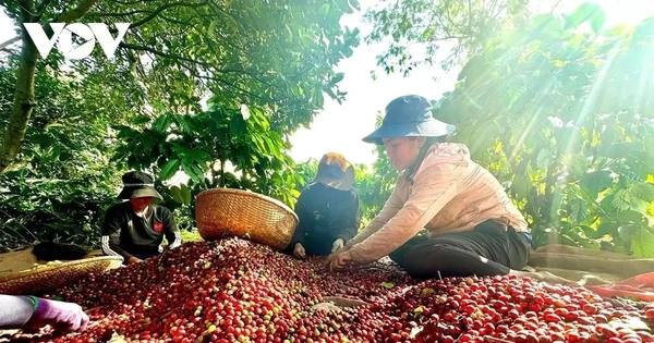 Cần cơ chế tháo gỡ cho các doanh nghiệp nông lâm ở các địa bàn khó khăn