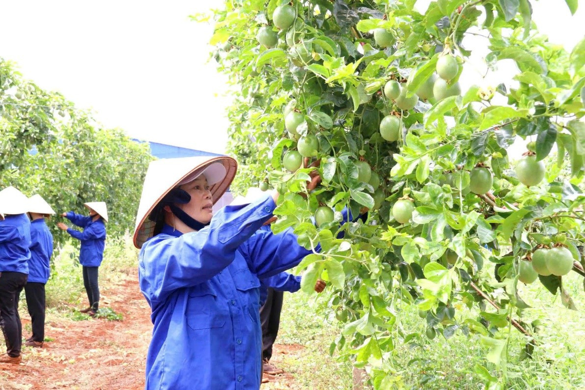 Dự thảo sửa đổi Nghị định 103/2024/NĐ-CP: Doanh nghiệp nông lâm vẫn gặp khó - Ảnh 1