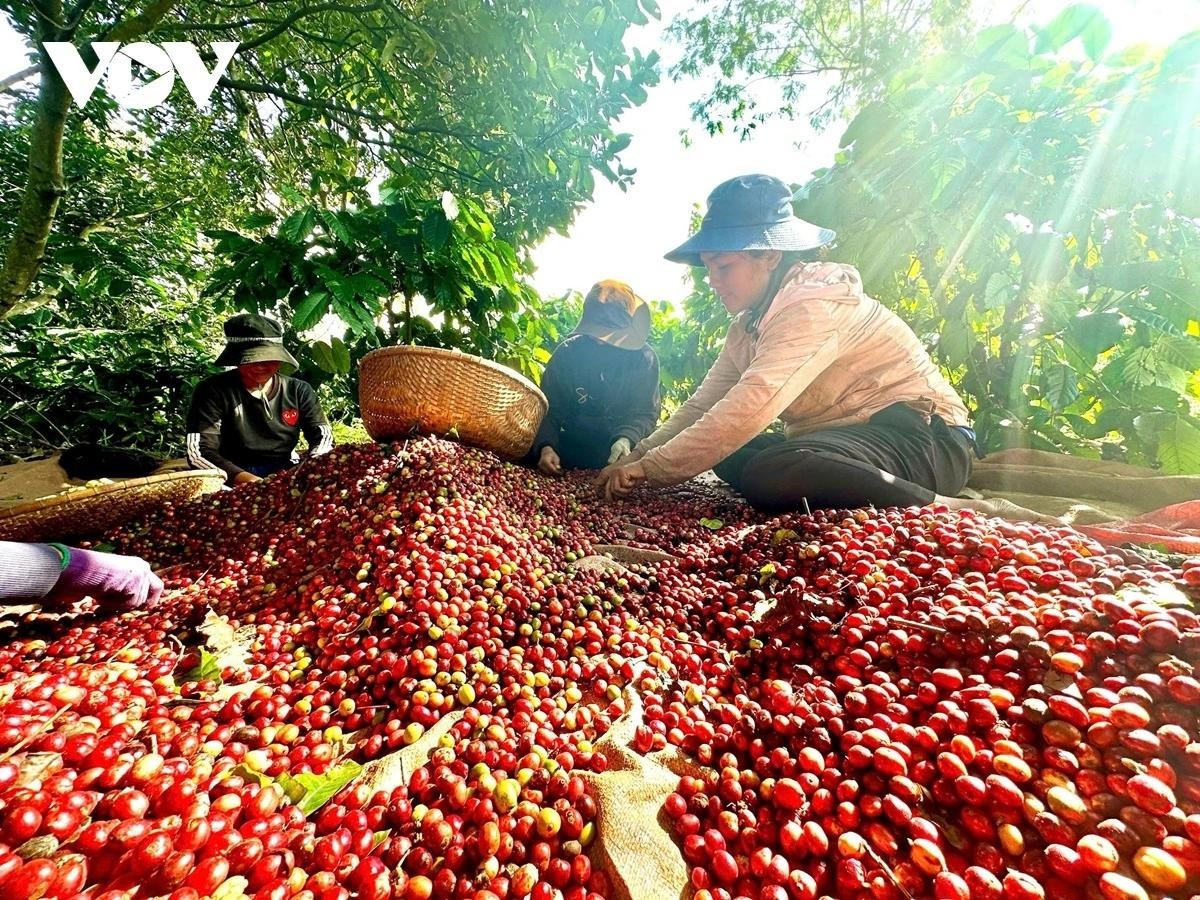 Cần cơ chế tháo gỡ cho các doanh nghiệp nông lâm ở các địa bàn khó khăn - Ảnh 1