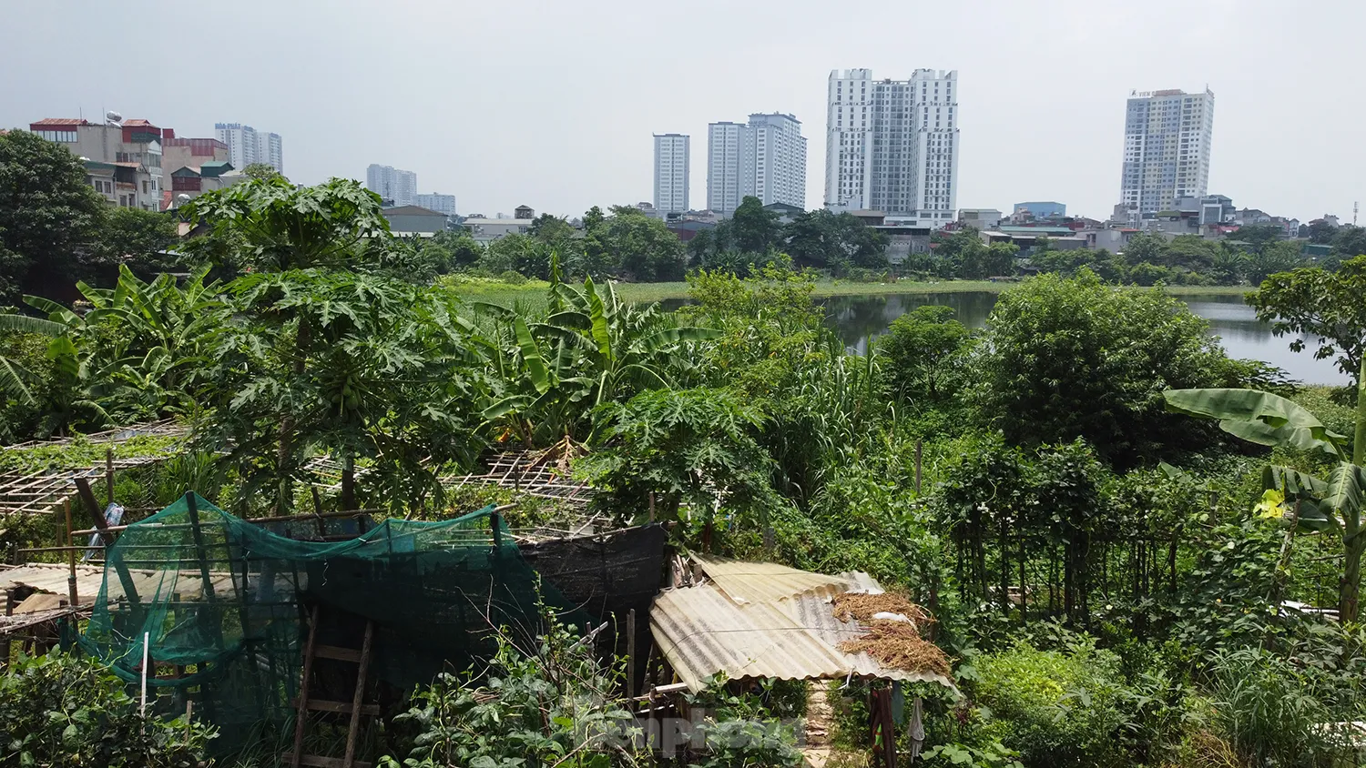 Các hồ lớn ở phường Định Công đang bị 'biến dạng' - Ảnh 11