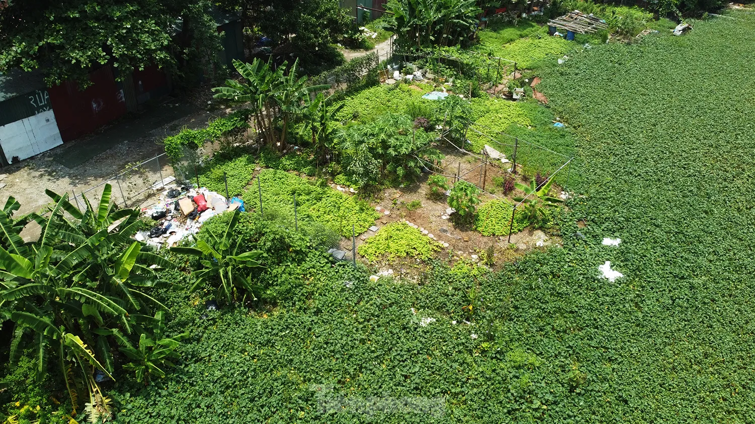 Các hồ lớn ở phường Định Công đang bị 'biến dạng' - Ảnh 8