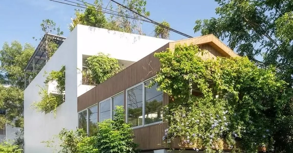 Nhà phố thiết kế mở ngập tràn cây xanh