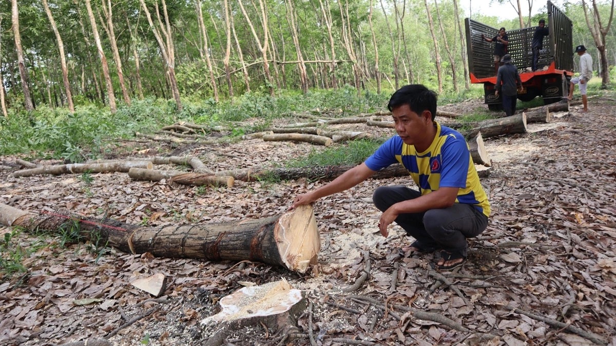 Hơn 300 tỉ đồng giải phóng mặt bằng làm cao tốc TP HCM - Thủ Dầu Một - Chơn Thành qua Đồng Nai - Ảnh 1