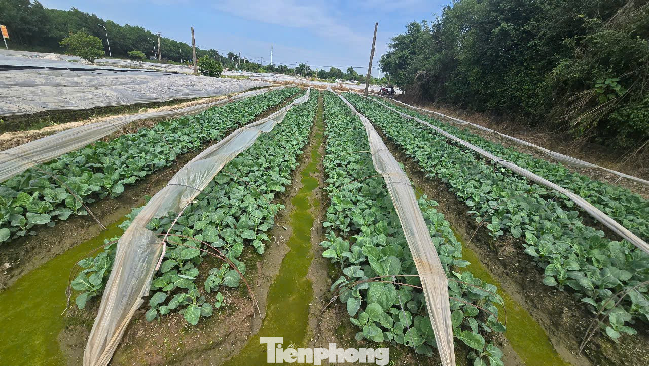 Hà Nội chính thức thông qua bảng giá đất mới, đất nông nghiệp cao nhất 290.000 đồng/m2 - Ảnh 1