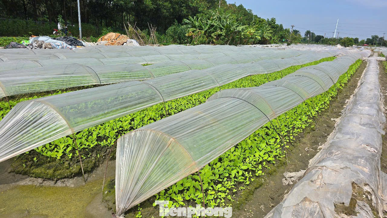 Lo khó giải phóng mặt bằng vì giá đất nông nghiệp dự kiến cao nhất 290.000 đồng/m2 - Ảnh 2