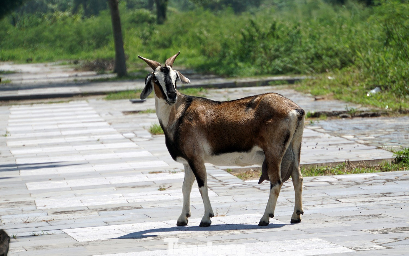Sốt ruột hình ảnh khách sạn hạng sang 'đắp chiếu' ở Đồ Sơn - Ảnh 15