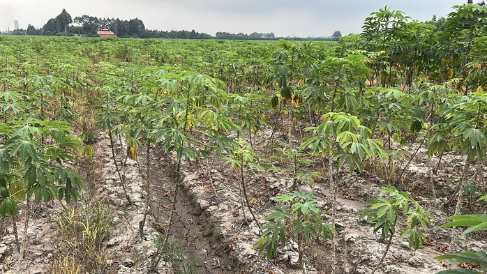 Cận cảnh khu đất giá khởi điểm hơn 5.000 tỉ đồng ở Đồng Nai - Ảnh 10