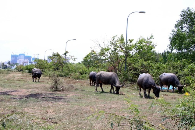 Hết thời bất động sản 'treo đầu dê, bán thịt chó' - Ảnh 2